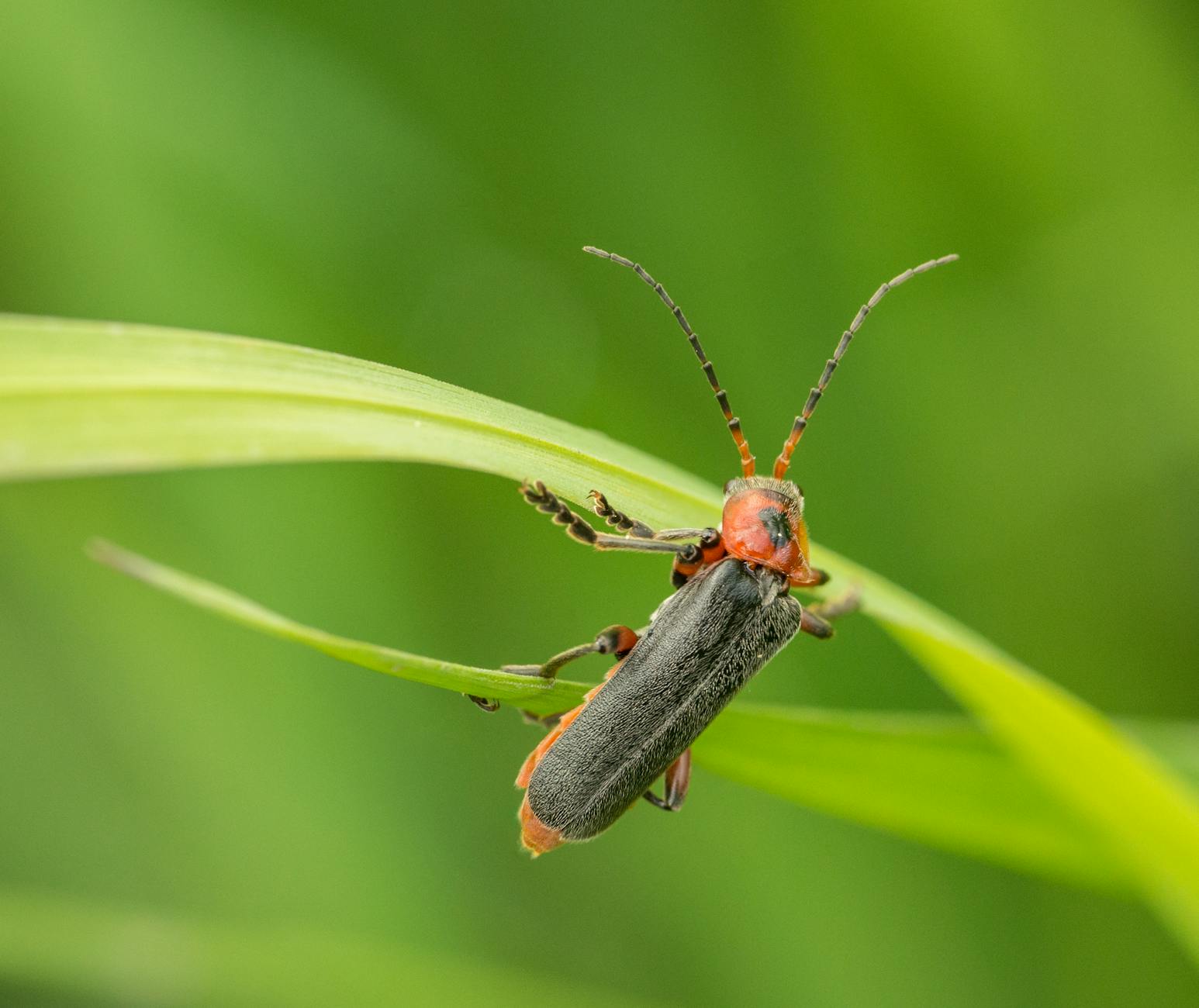 Adobe Firefly Gets Major AI Boost: Image Model 4, Web App Redesign, and Vector AI