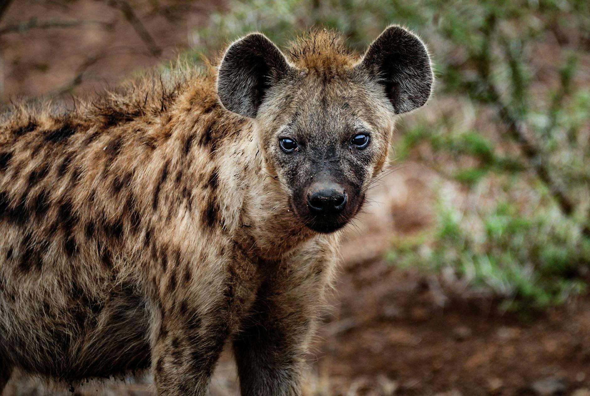 Liquid AI Unleashes Smartphone LLMs with 'Hyena Edge'