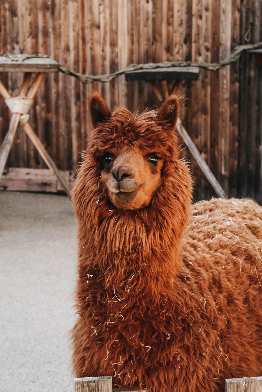 Meta's Llama 4 App Ushers in New Era of Consumer AI