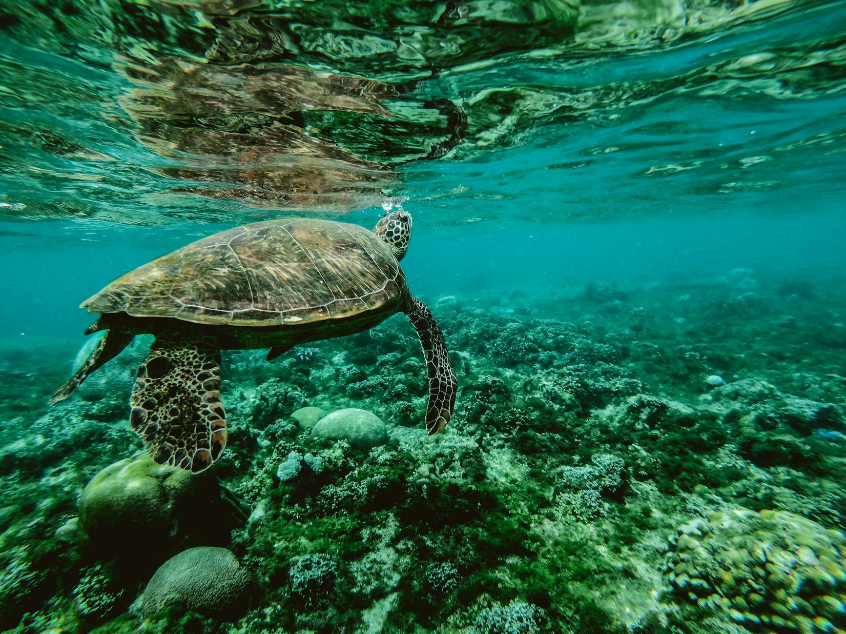 Escape the AI Noise: Dive into the Tranquil World of Underwater Wildlife Videos