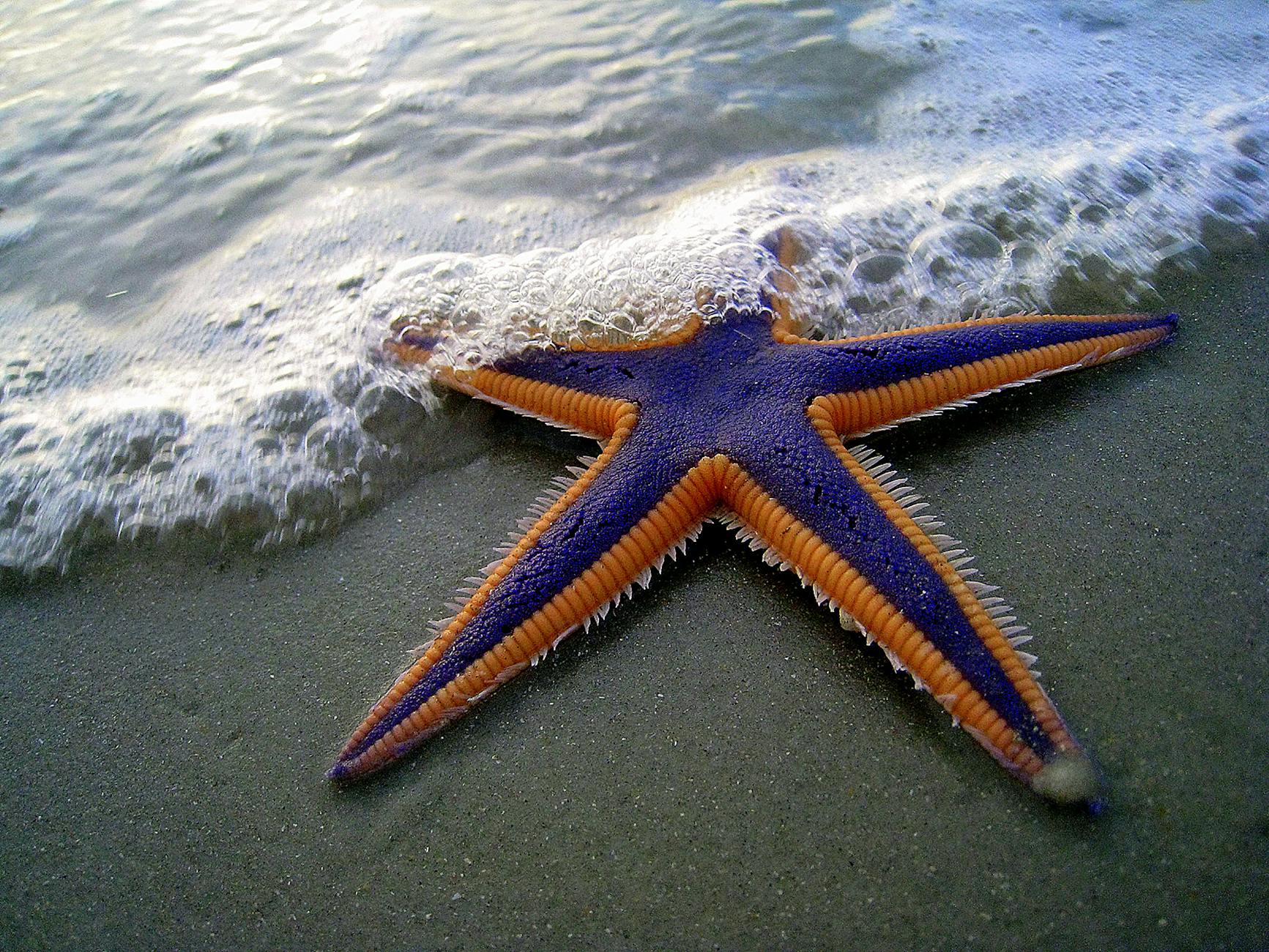 Starfish Neuroscience, Founded by Valve's Gabe Newell, Eyes 2025 Launch for Brain Chip Prototype