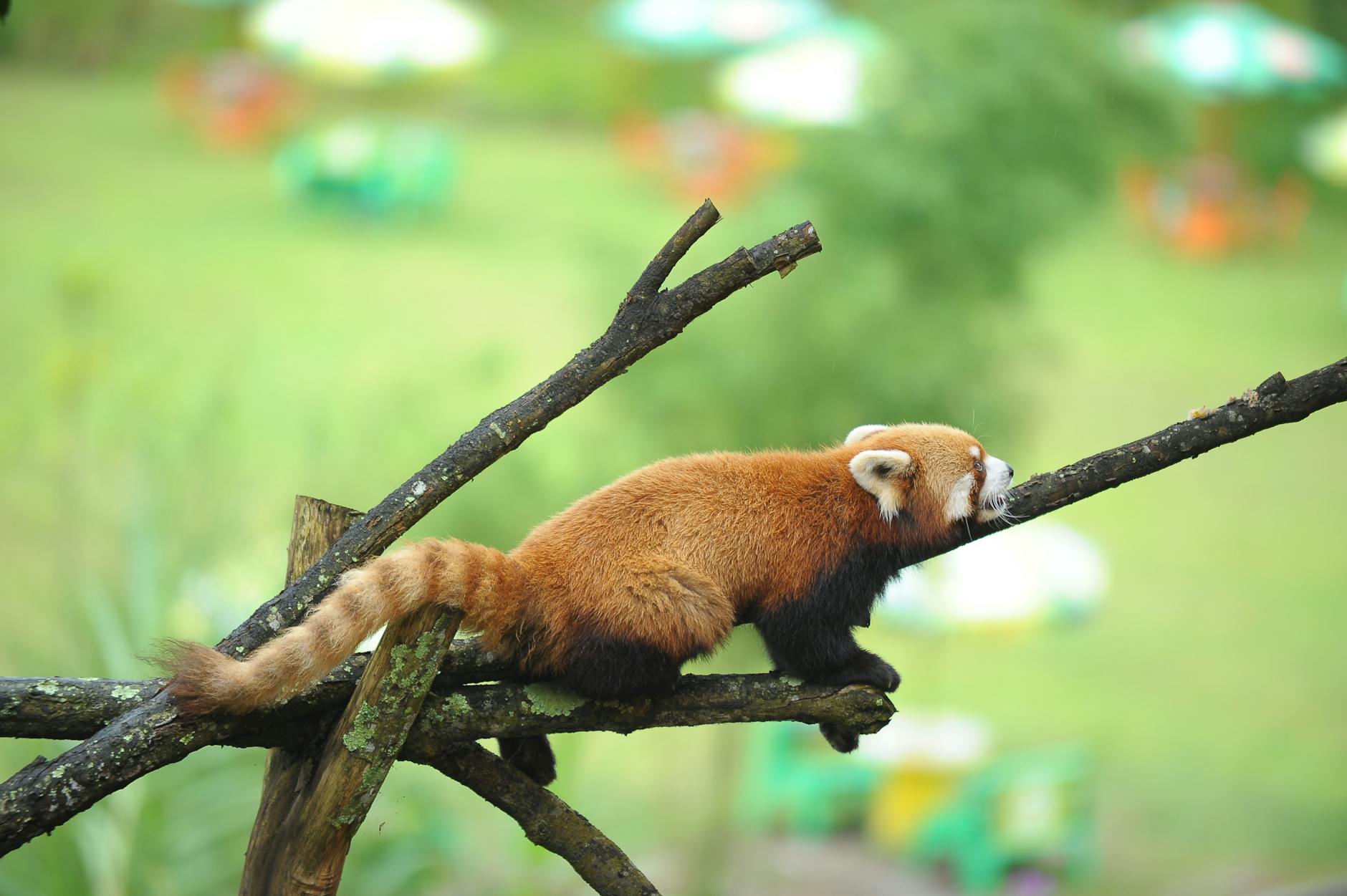 Firefox's Future Hangs in Balance Amid Google Antitrust Concerns and AI Investments