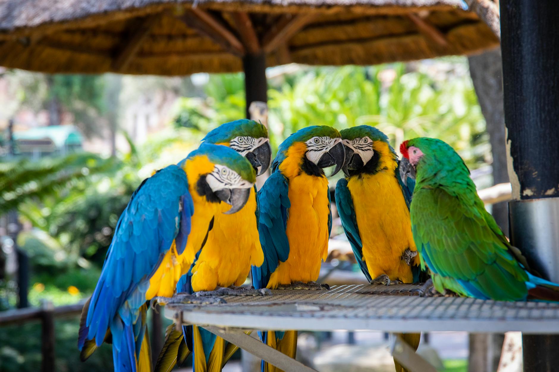 Beyond Mimicry: Are LLMs More Than Just Intelligent Parrots?