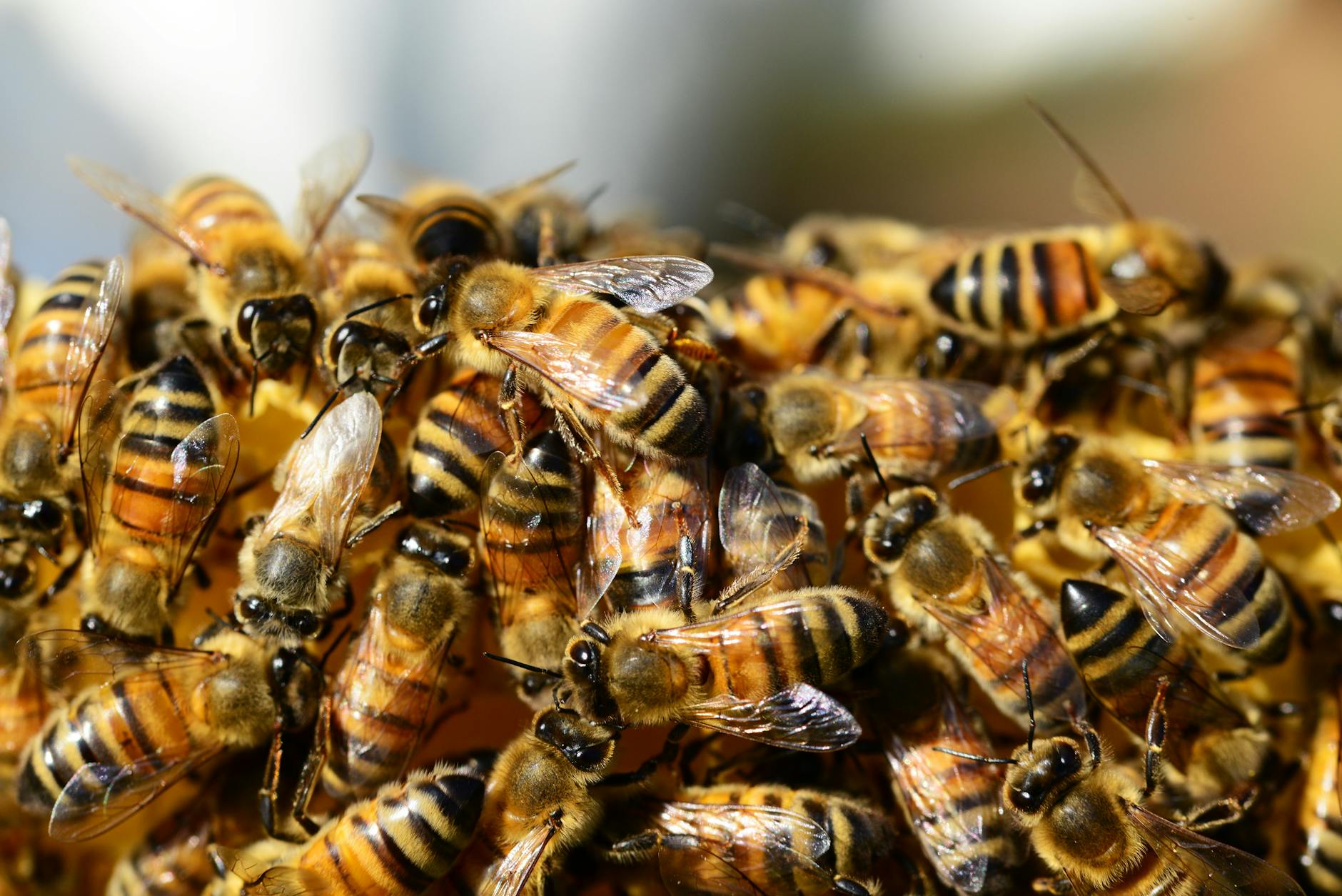 AI Swarm Tackles GitHub Issues, Developer Dumps Cursor Subscription
