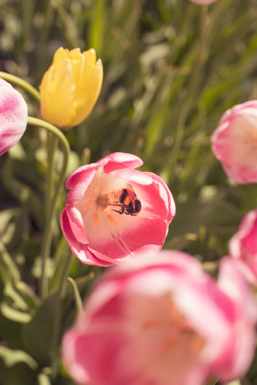 Top AI Image and Video Generation APIs: Community Favorites Emerge