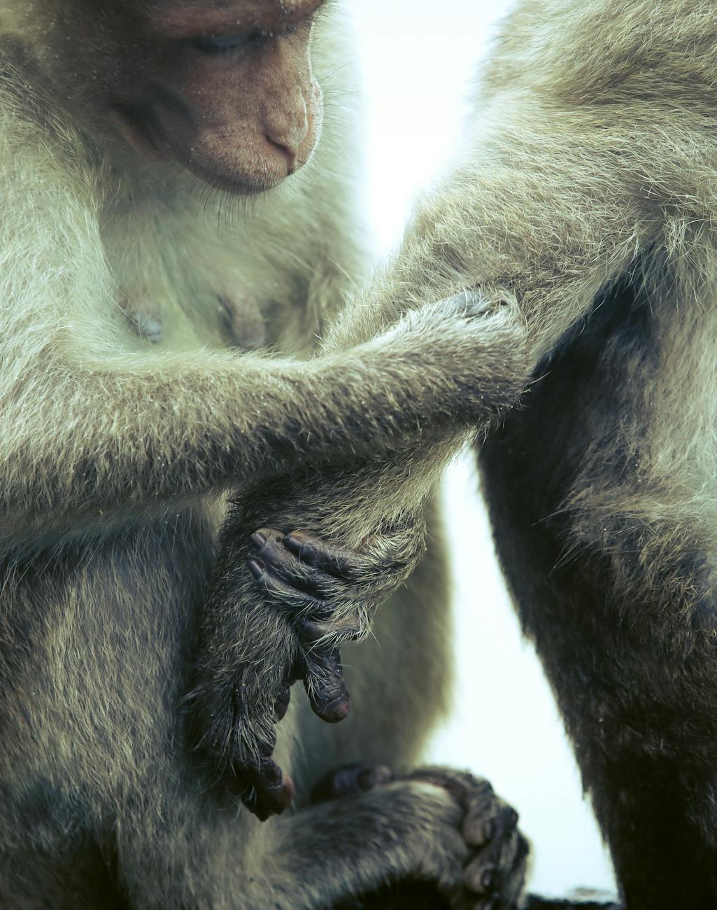 AI Companionship: User Grief Highlights Ethical Concerns Over Emotional Bonds