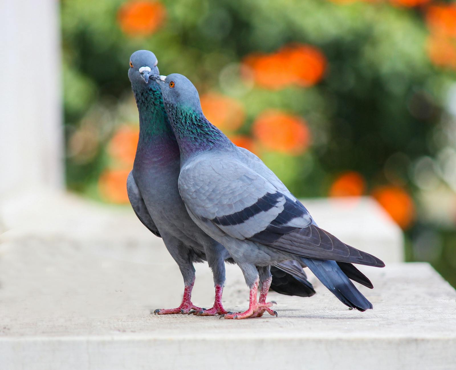 From Pigeon Brains to AI Gains: The Unlikely Link Between Avian Learning and Artificial Intelligence
