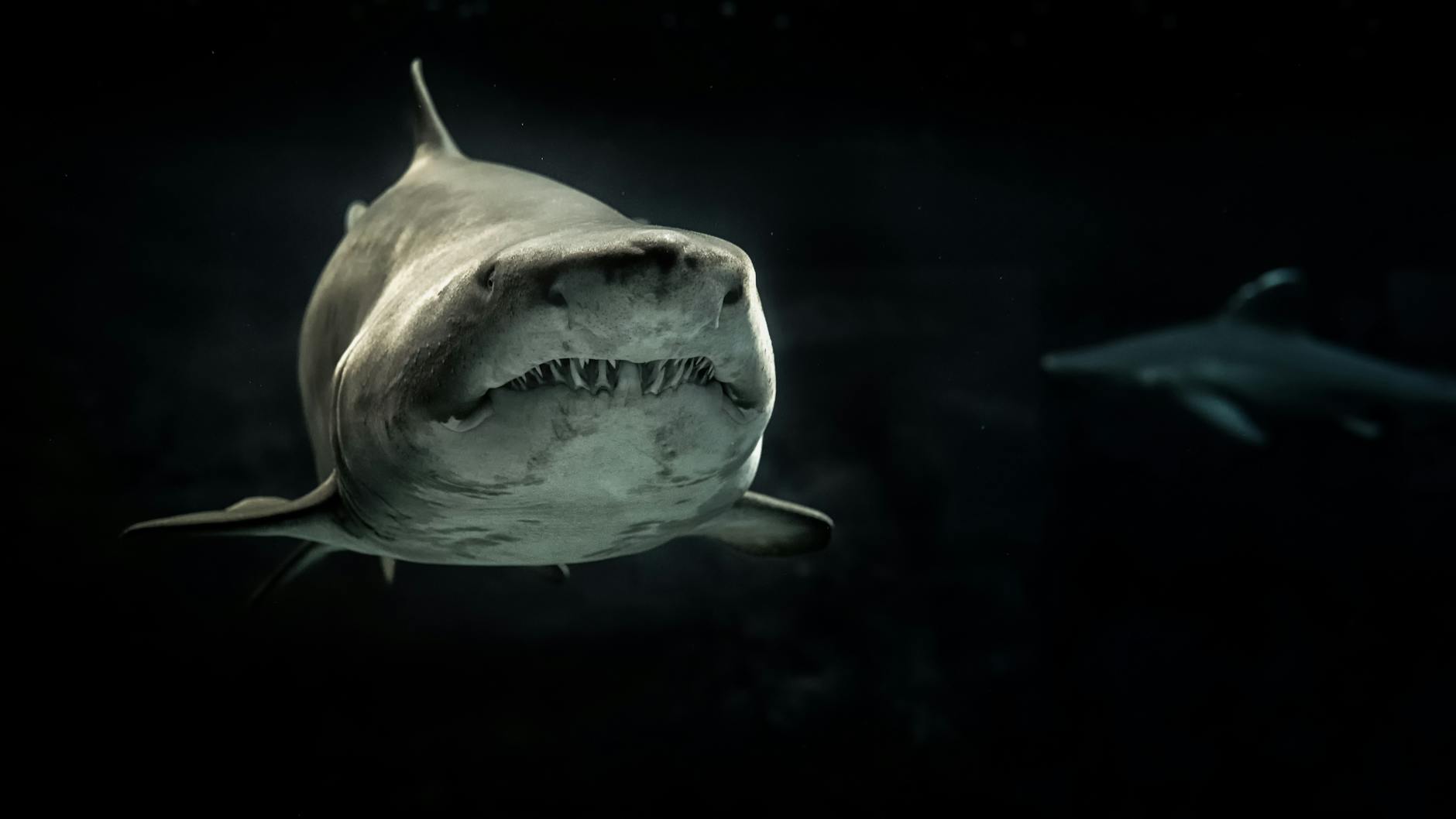 AI-Created Shark Image Raises 'Cute' Question on Reddit