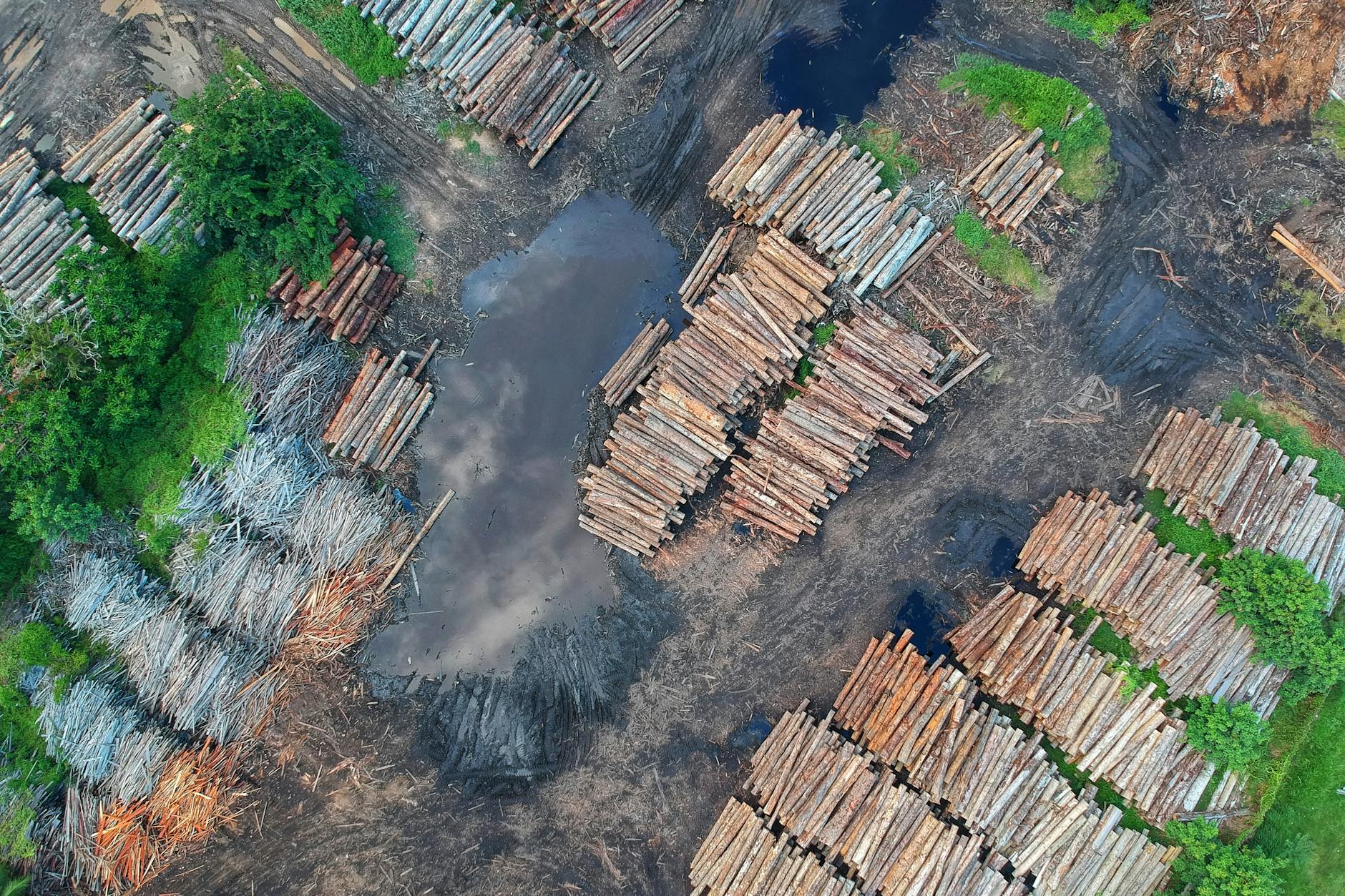 AI-Powered Digital Counseling Offers Sustainable Alternative to Paper Medical Leaflets, Combating Deforestation