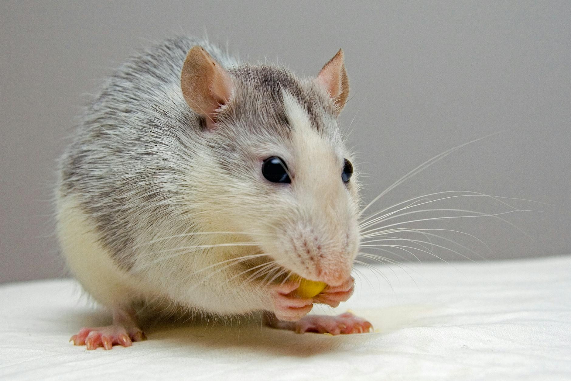 AI Composes Rodent Rhapsody: User Creates 'Rat Mythos' Song
