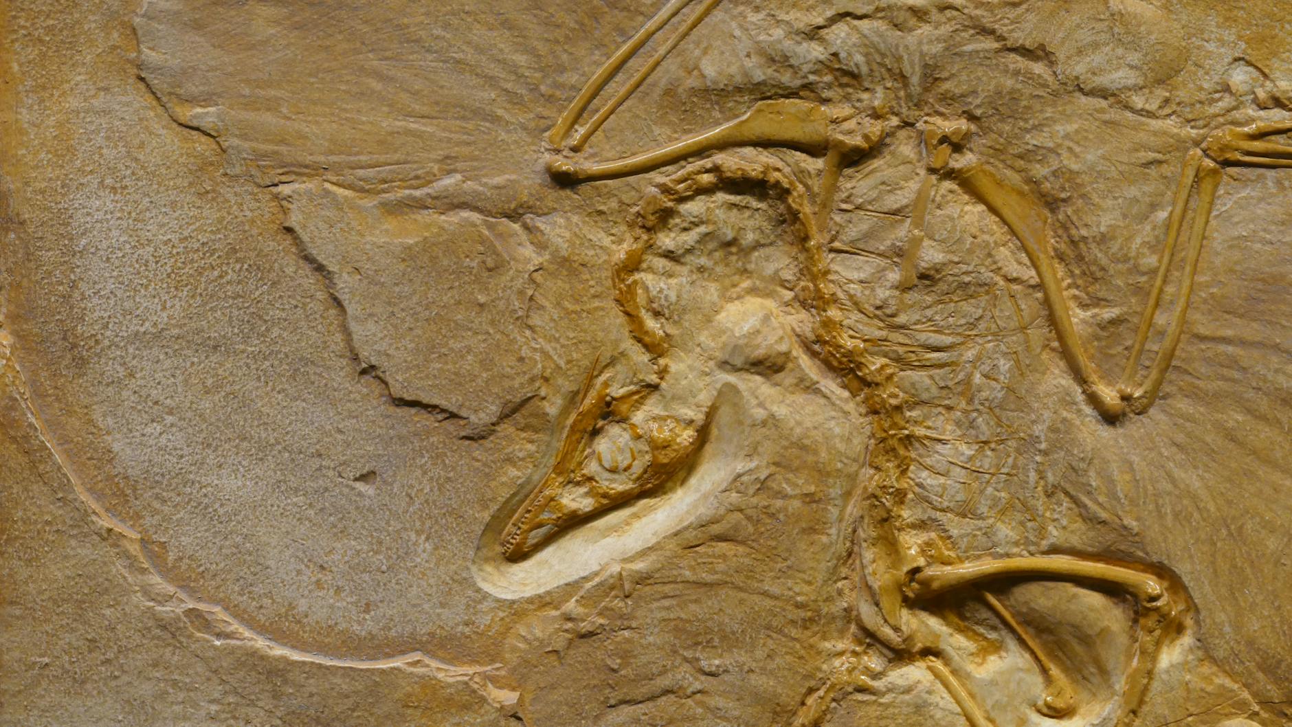 AI Powers Exploration of the Tree of Life in Evo 2 Simulation