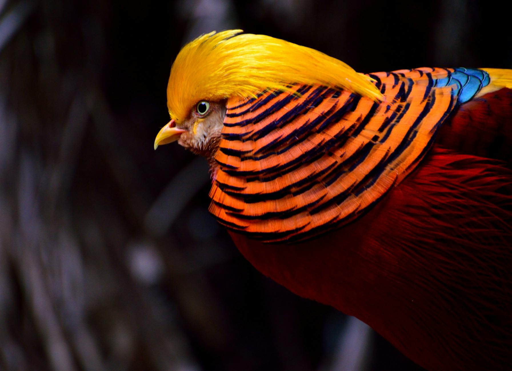 The "Pheasant Test": A Novel Method for Spotting AI Hallucinations