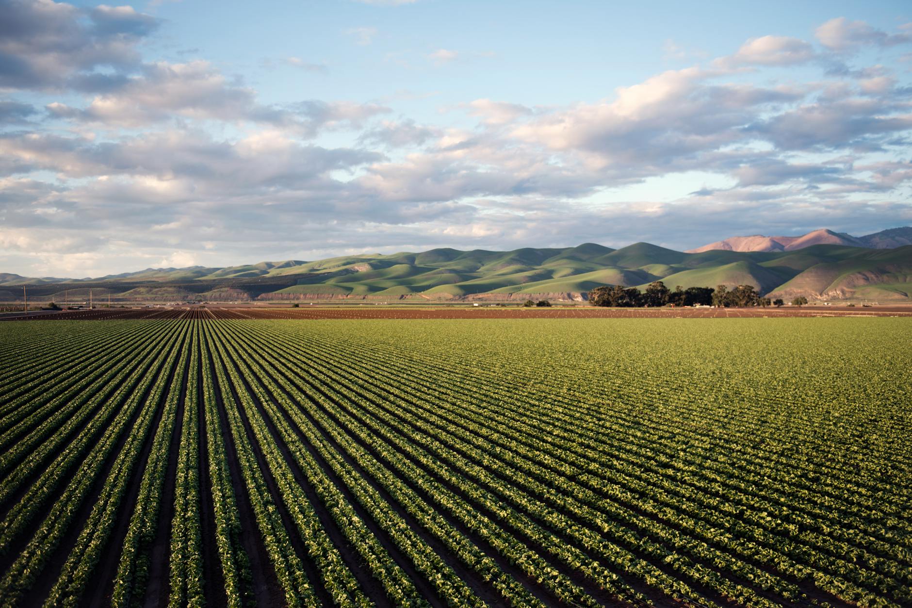 AI Revolutionizes Crop Selection, Optimizing Yields for Farmers