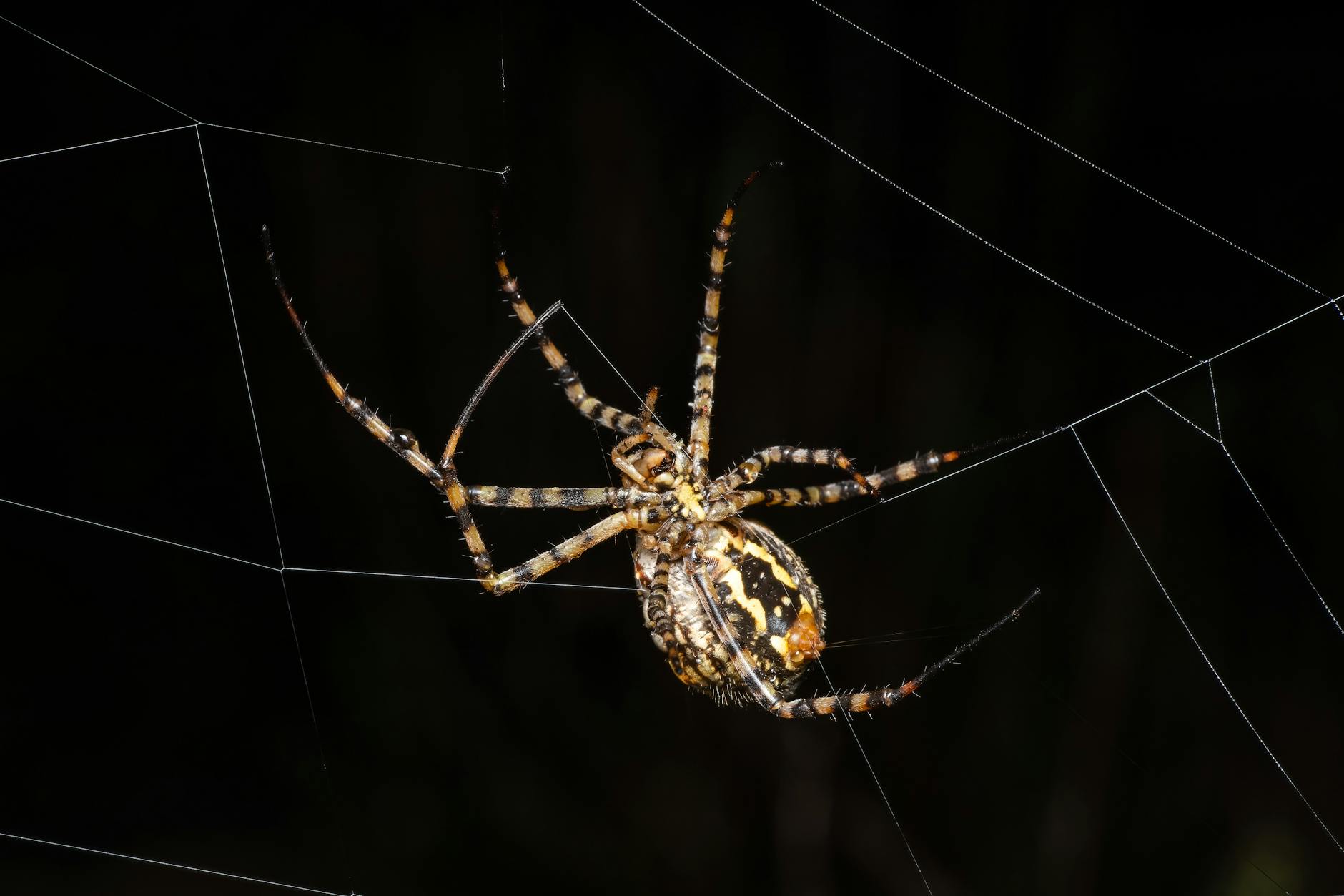 Humanoid Robot Revolution Stalled by Dexterity Deficiencies