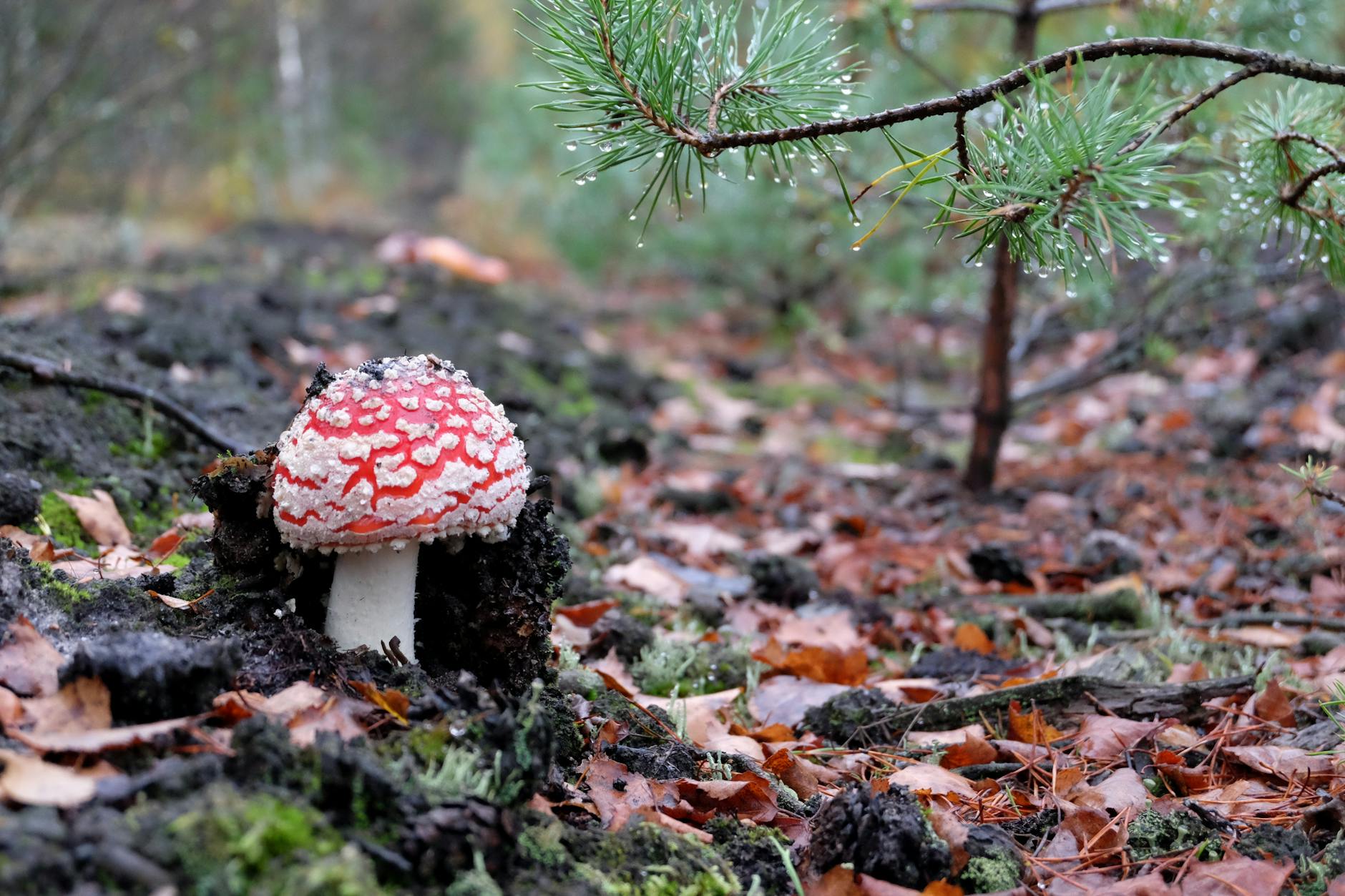 Anthropic Study Reveals LLM Susceptibility to Data Poisoning Attacks