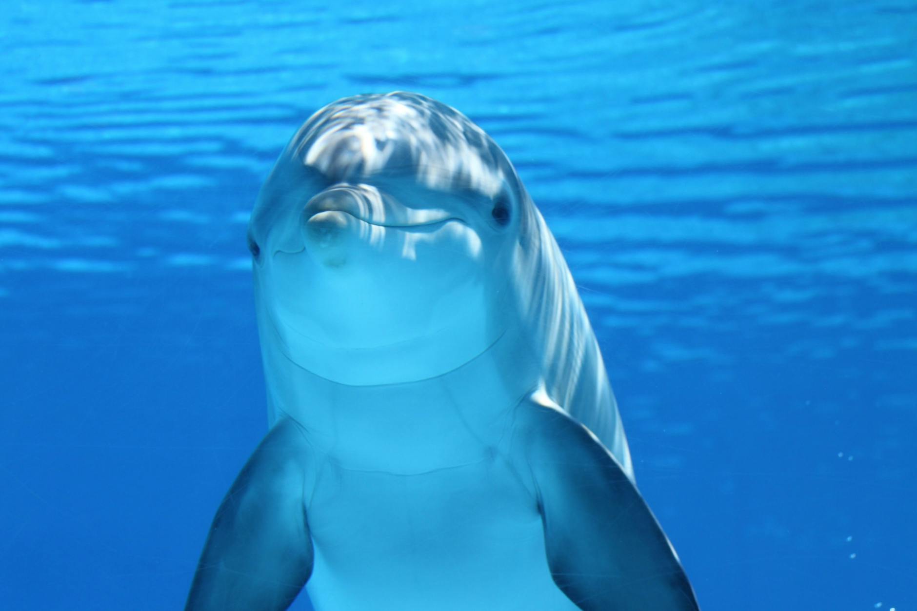 DOLPHIN AI Revolutionizes Cancer Detection with Single-Cell Analysis