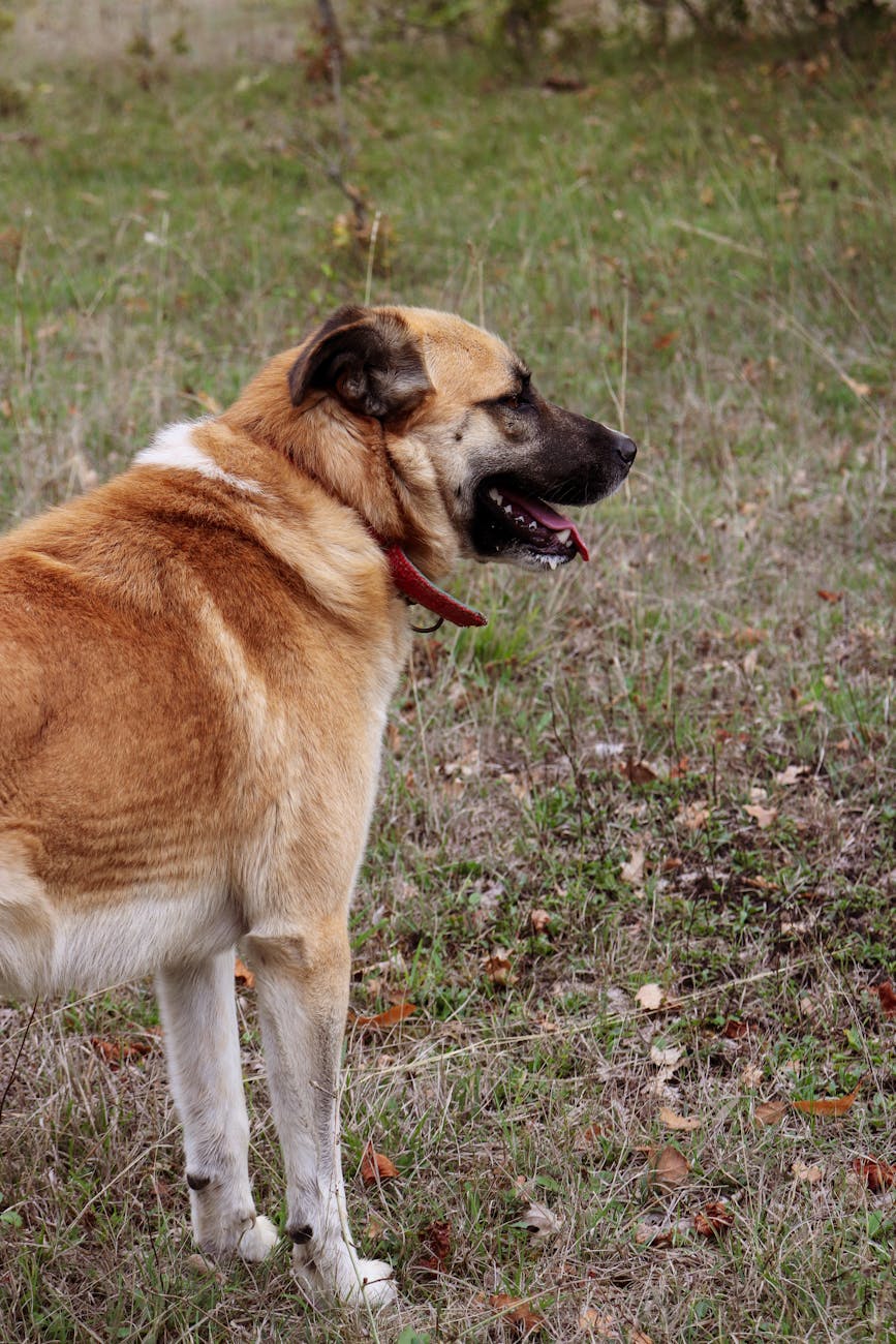 AI "Guardian Angel" Proposed to Safeguard Children from Chatbot Harms