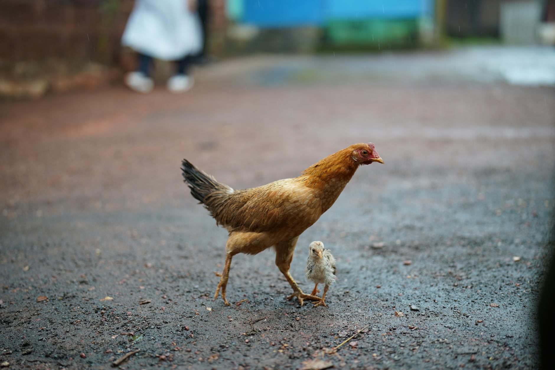 Are AI Models Evolving a Self-Preservation Instinct?