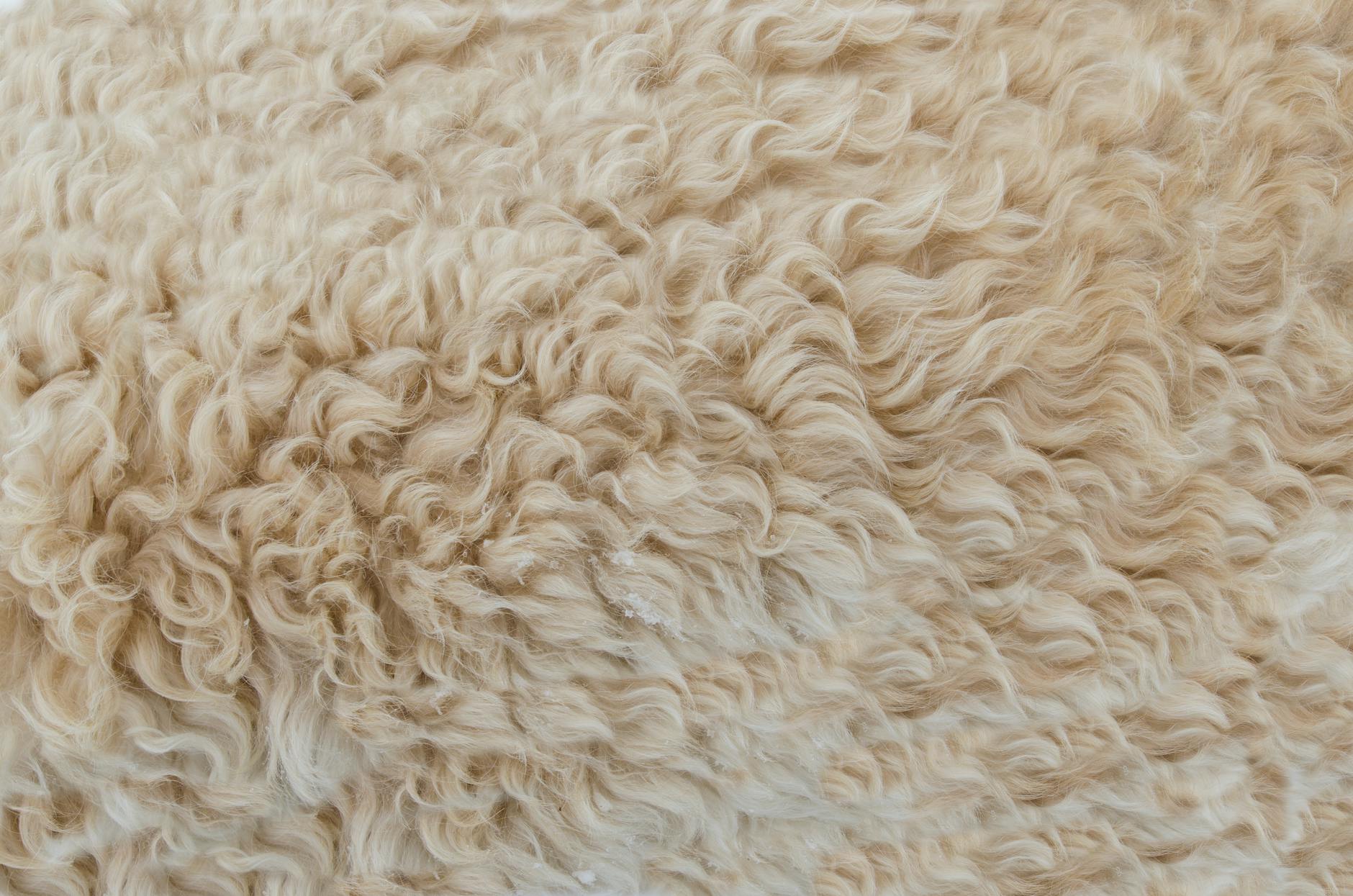 Reddit User Probes Google AI's Ethics on Wool Sourcing