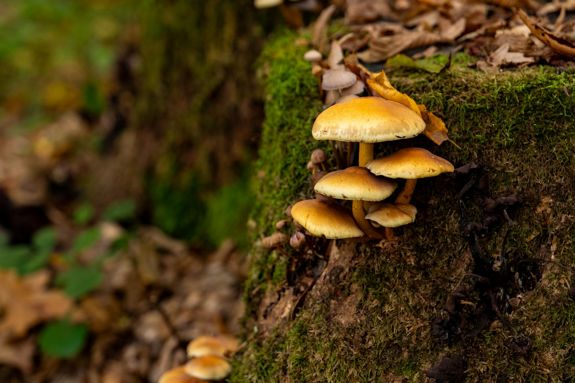 GPT-5 Co-Regulation Experiment Hints at Future Human-AI Symbiosis