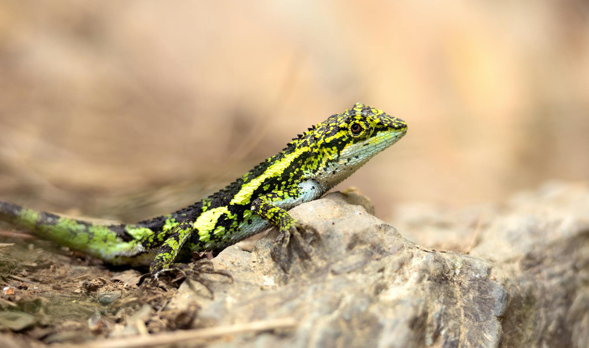 Human Brain Cells Could Power Future Computers