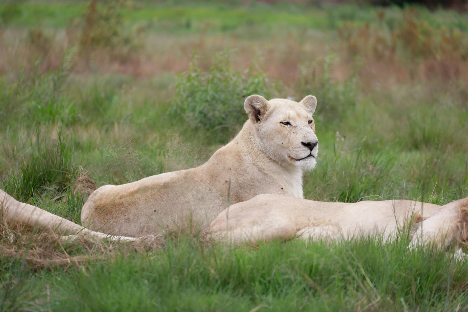 AI's Explosive Week: Superfactories, Model Releases, and Weather Dominance