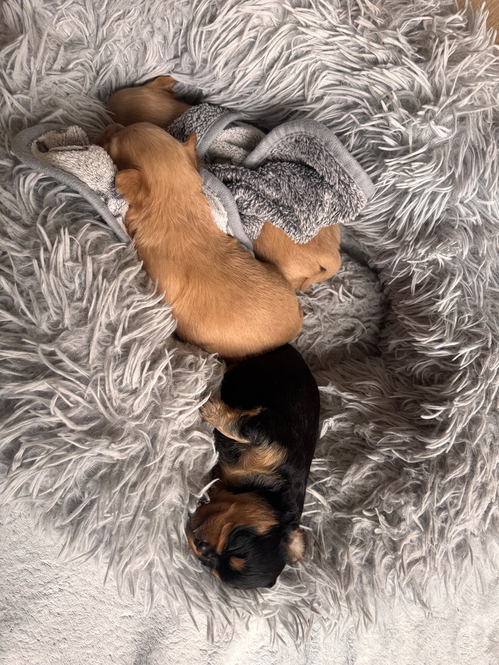 Beyond Guidelines: Experts Call for Foundational Architecture in AI Companionship